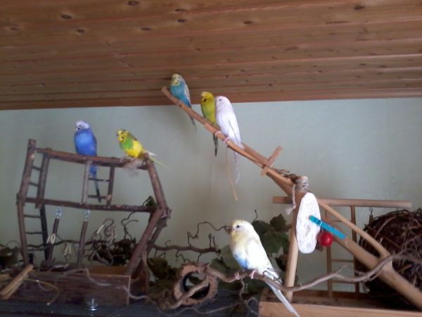 Mein kleiner Schwarm Wellensittiche